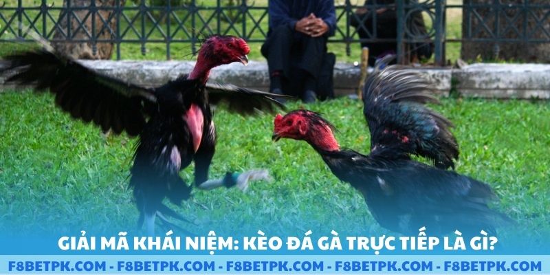 Giải mã khái niệm kèo đá gà trực tiếp là gì