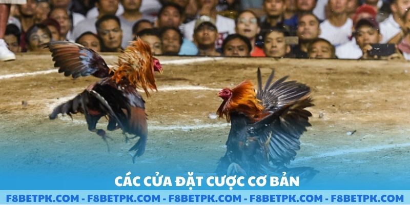 Các cửa đặt cược cơ bản