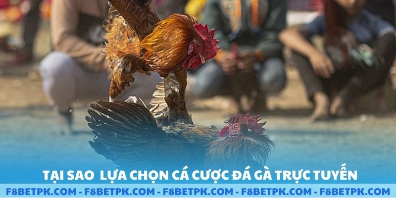 Tại sao lựa chọn kèo đá gà trực tuyến