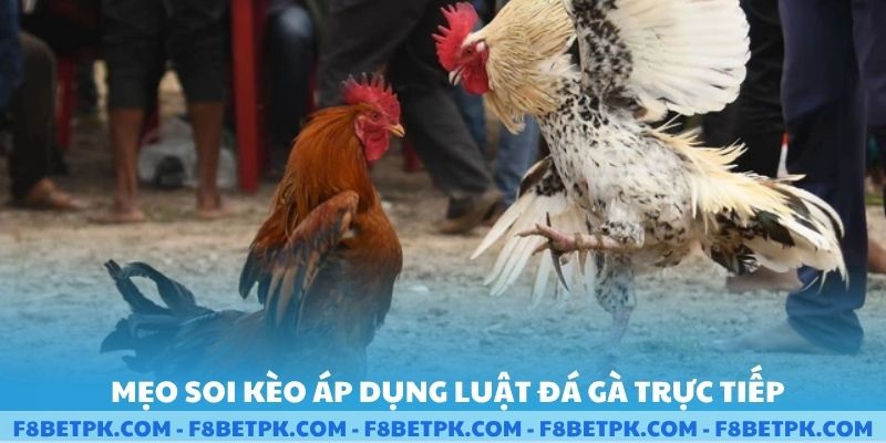 Mẹo soi kèo áp dụng luật đá gà trực tiếp