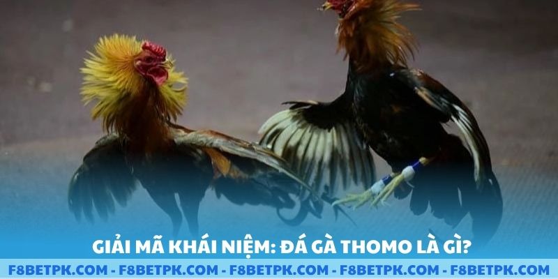 Giải mã khái niệm đá gà Thomo là gì