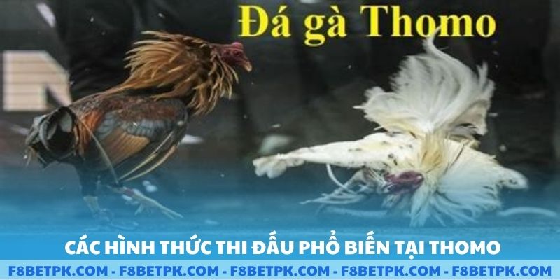 Các hình thức thi đấu phổ biến tại Thomo
