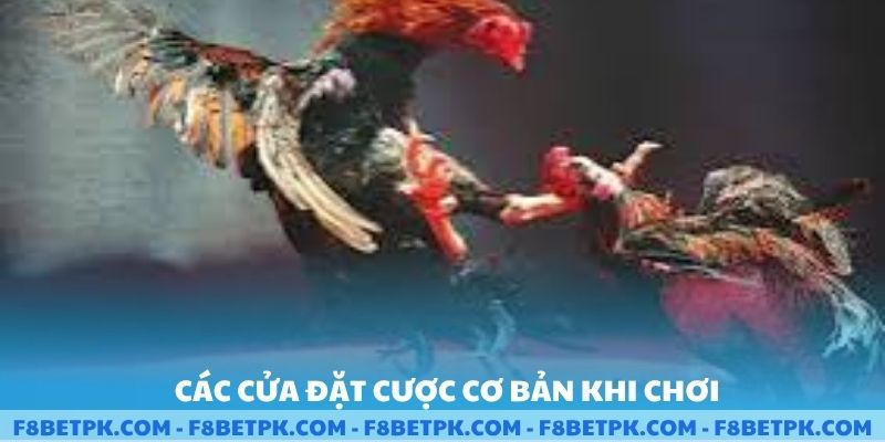 Các cửa đặt cược cơ bản khi chơi đá gà trực tuyến tại F8BET