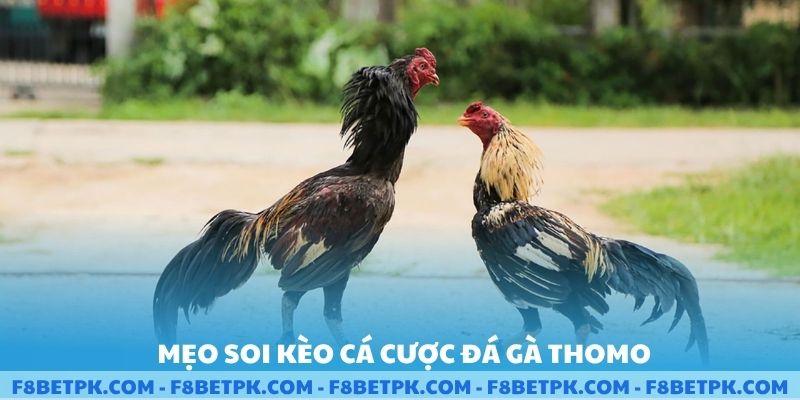 Mẹo soi kèo cá cược đá gà Thomo