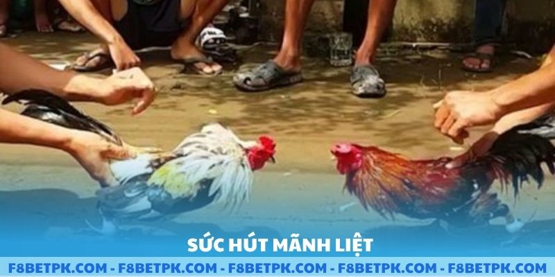 Sức hút mãnh liệt của sảnh cược đá gà miền tây