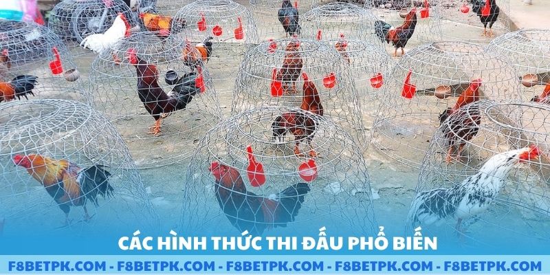 Các hình thức thi đấu phổ biến hiện nay