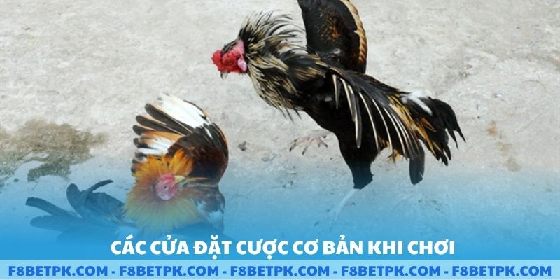 Các cửa đặt cược cơ bản khi chơi