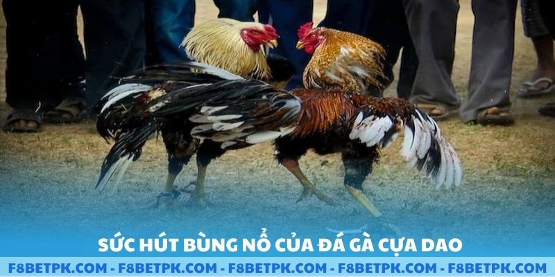 Sức hút bùng nổ của đá gà cựa dao