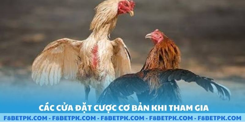 Các cửa đặt cược cơ bản khi tham gia