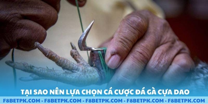 Tại sao nên lựa chọn cá cược đá gà cựa dao