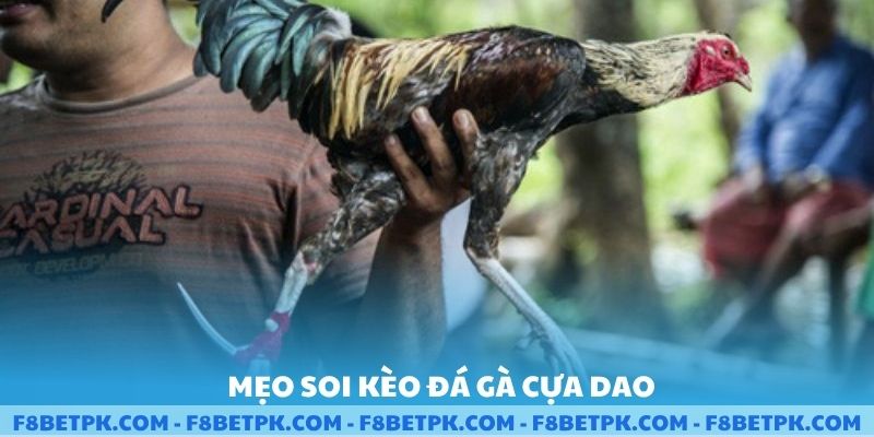 Mẹo soi kèo đá gà cựa dao