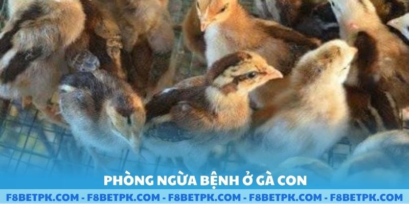 Phòng ngừa bệnh ở gà con