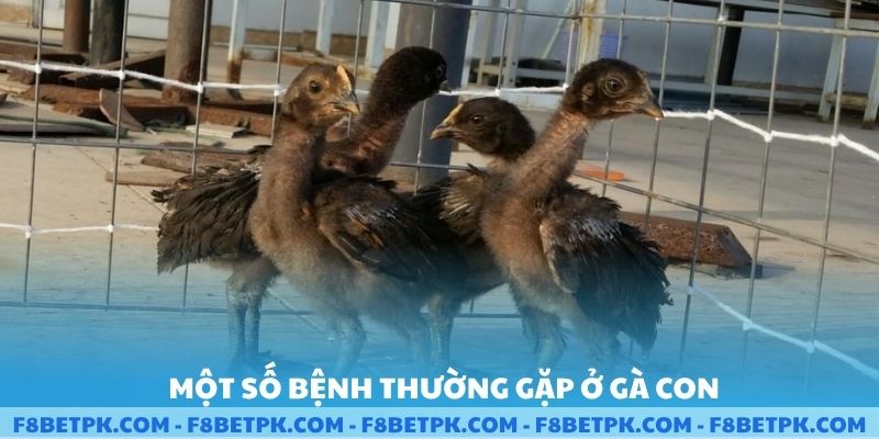 Một số bệnh thường gặp ở gà con