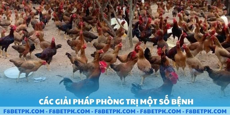 Các giải pháp phòng trị một số bệnh