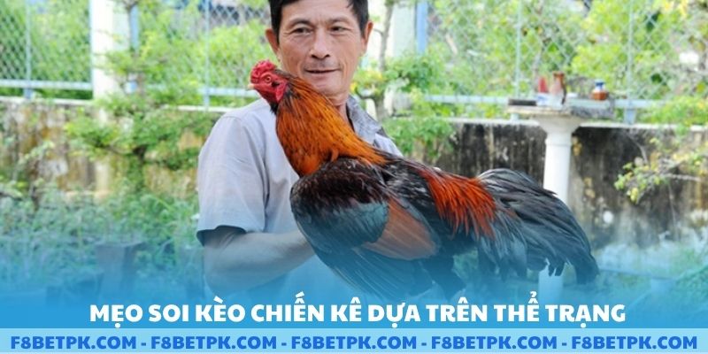Mẹo soi gà chiến kê dựa trên thể trạng