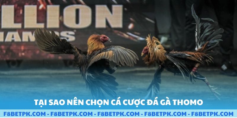 Tại sao nên chọn cá cược đá gà Thomo