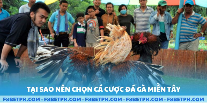 Tại sao nên chọn cá cược đá gà miền tây