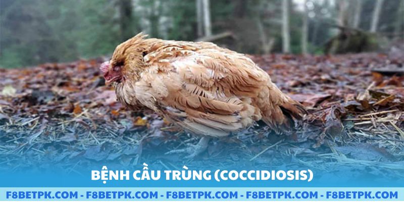 Bệnh cầu trùng
